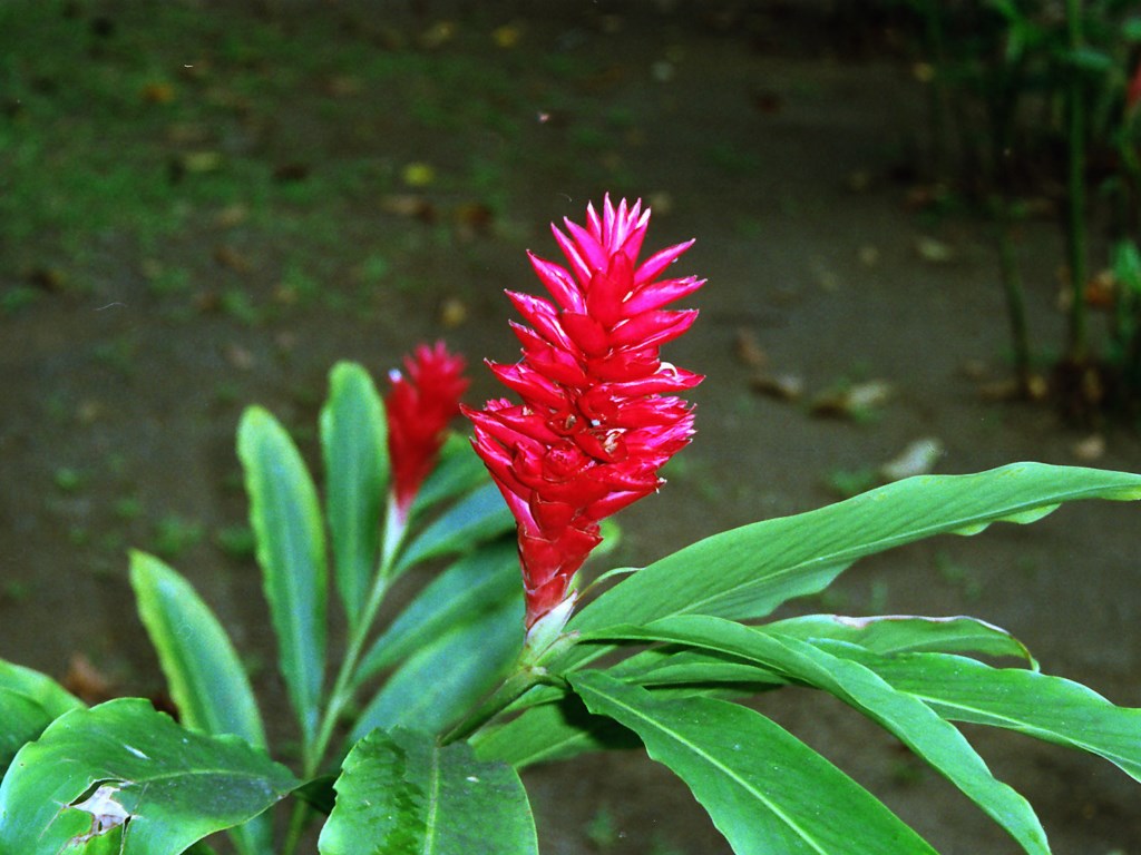 Un fiore dalla Polinesia